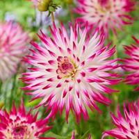 Dahlia Cactus Dutch Explosion