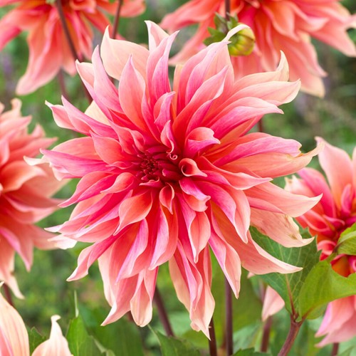 Dahlia Labyrinth