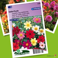 Dahlia dwarf single Piccolo Mix-2