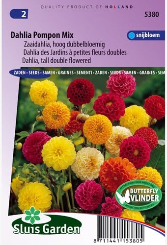 Dahlia tall double Pompon Mix
