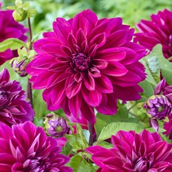 Dahlia Decoratief Paars - Dahlia Thomas A. Edison