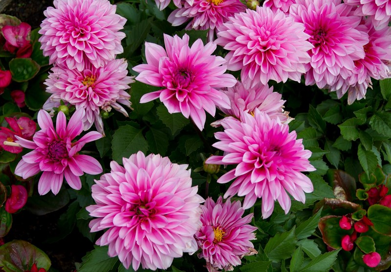 Planting Dahlia bulbs