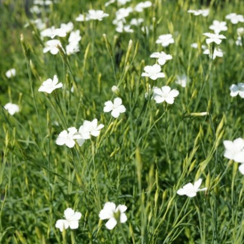White Maiden Pink Albiflora - Dianthus deltoides