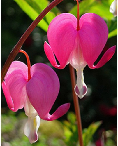 Bleeding Heart Pink - Dicentra spectabilis