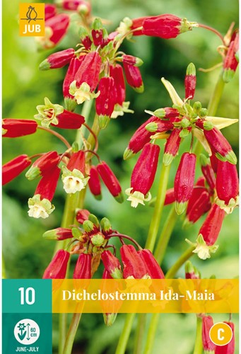 Dichelostemma Ida-Maia - Firecracker flower