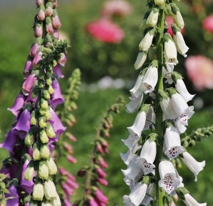 Digitalis Purpurea Gloxiniiflora - Foxglove