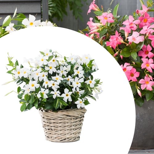 Mandevilla / Dipladenia - Brazilian Jasmine White (Container Plant)