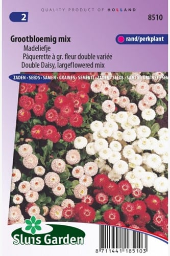 Double Daisy, largeflowered mix  Bellis Perennis