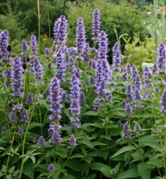 Anise Hyssop Black Adder – Agastache