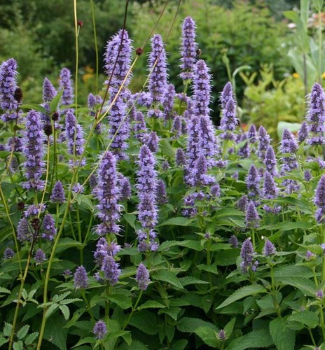 Anise Hyssop Black Adder – Agastache