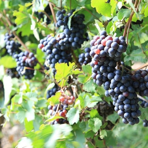 Grape vine Frankenthaler - Vitis Vinifera