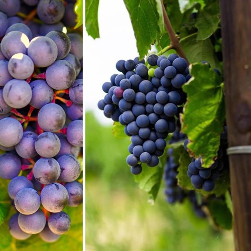 Grape vine Rembrandt - Vitis Vinifera
