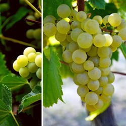 Grape vine Vroege van der Laan - Vitis Vinifera
