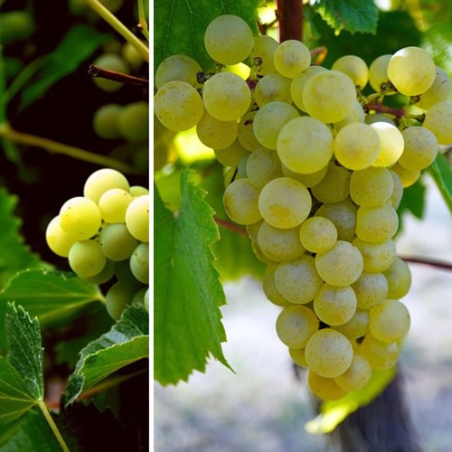 Grape vine Vroege van der Laan - Vitis Vinifera