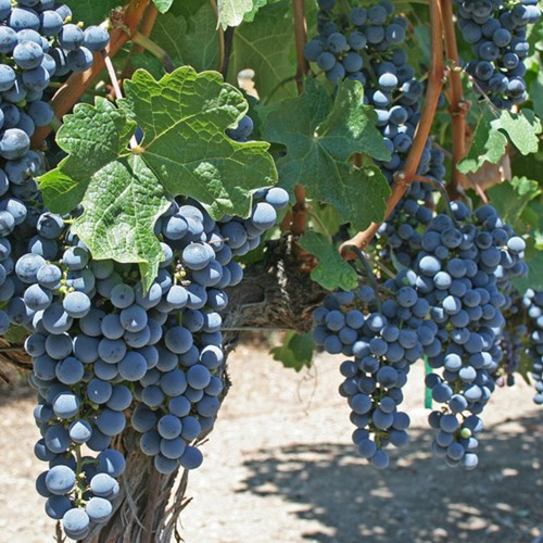 Grape Boskoop Glory - Vitis Vinifera