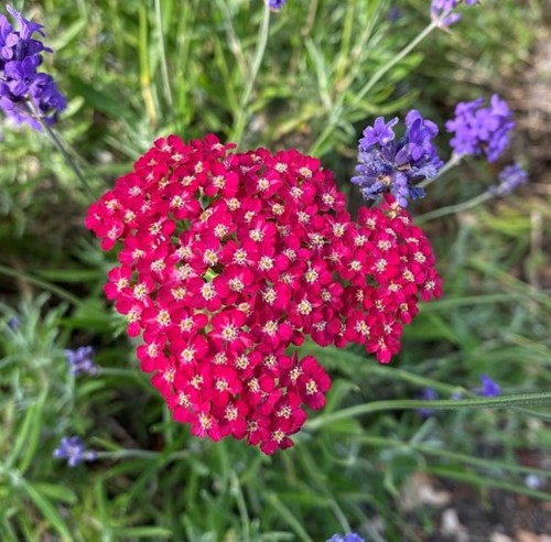 Yarrow Paprika - Achillea millefolium