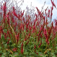 Persicaria amplexicaulis Speciosa - Knotweed