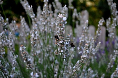 White Lavender - Lavandula Angustifolia Alba (Six-pack)