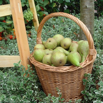 Authentic Dutch Cherry/Plum Fruit Picker Basket