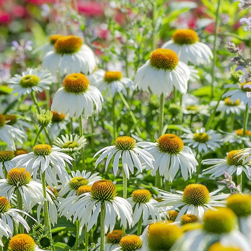Echinacea Alba - Coneflower