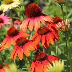 Echinacea Cheyenne Spirit - Zonnehoed