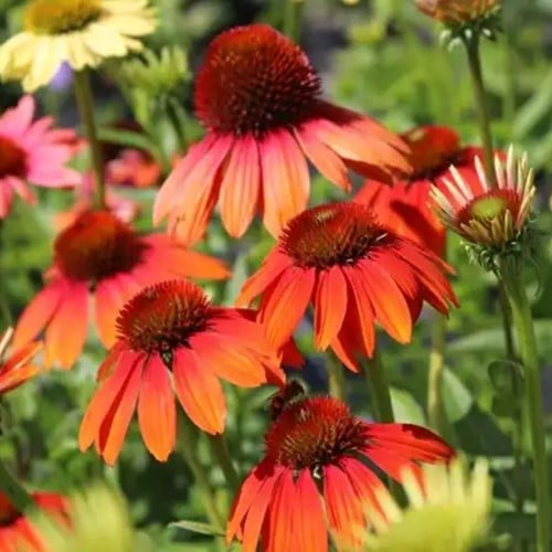 Echinacea Cheyenne Spirit - Coneflower (Pot plant)
