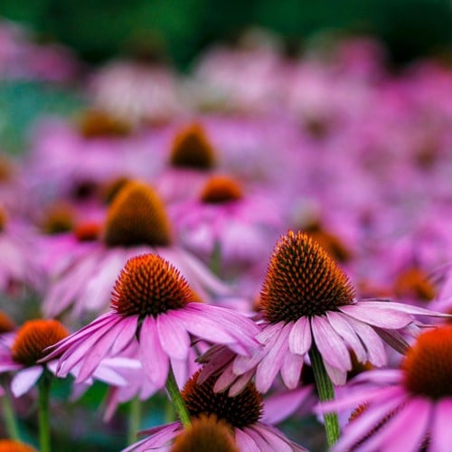 Echinacea Purpurea - Coneflower