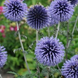 Echinops bannaticus Blue Globe – Blue globe-thistle