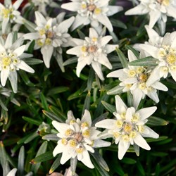 Leontopodium alpinum - Edelweiss