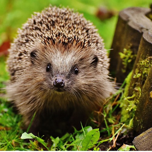 Hedgehog House - Bûten-3