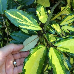 Wild Olive Limelight - Elaeagnus ebbingei