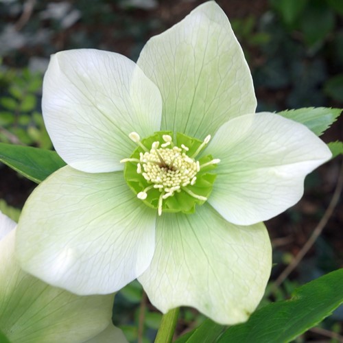 Helleborus Orientalis Pretty Ellen White - Lenten Rose