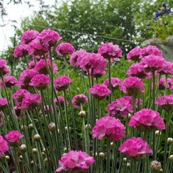 California thrift Splendens - Armeria Maritima