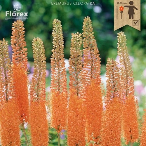 Eremurus Cleopatra - Foxtail Lily