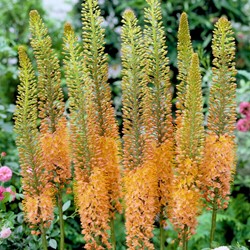 Eremurus Cleopatra - Foxtail Lily