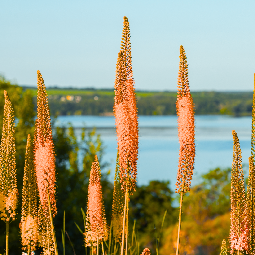 Eremurus cleopatra clearance
