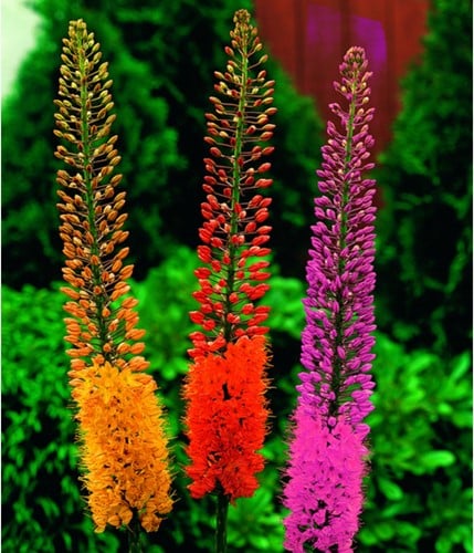 Eremurus Mix - Foxtail Lilies