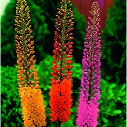 Eremurus Mix - Foxtail Lilies
