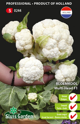 Cauliflower Multi-Head F1