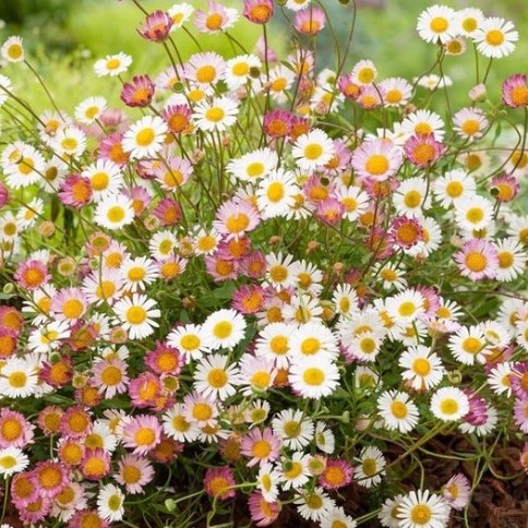 Erigeron karvinskianus - Mexican fleabane