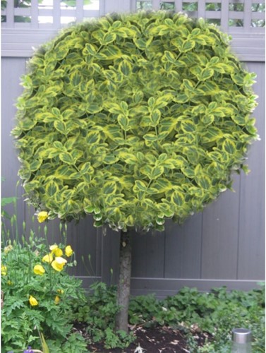 Euonymus Fortunei Emerald n' Gold - Spindle Tree