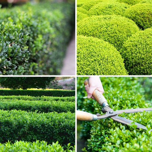 Euonymus Japonicus Green Spire - Japanese Spindle P10,5