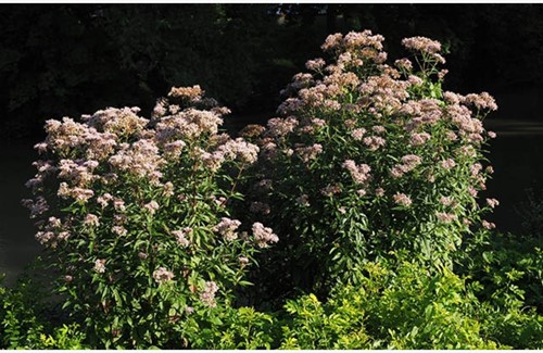 Eupatorium rugosum Chocolate - White Snakeroot