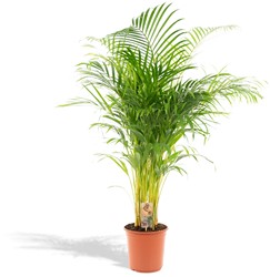Areca Palm Ø21cm - 130cm