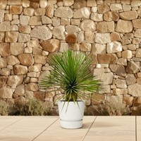 Yucca Rostrata on Stem - 70 cm - Ø27-2