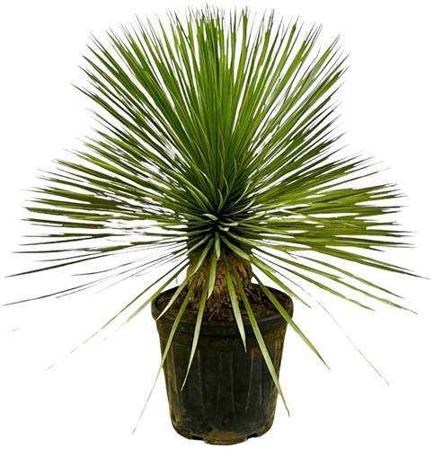 Yucca Rostrata on Stem - 70 cm - Ø27