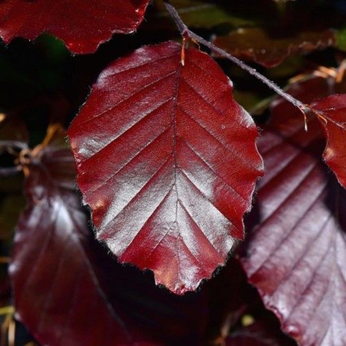 Fagus Sylvatica Red - Common / Copper Beech hedge
