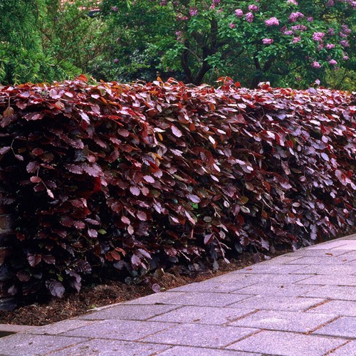 Fagus Sylvatica Red - Common / Copper Beech hedge 10x