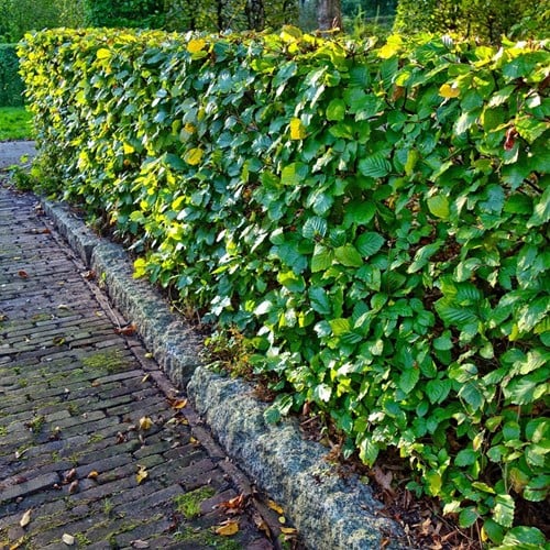 Common / Copper Beech (Fagus Sylvatica) hedge 40-60cm