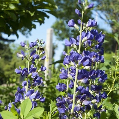 Baptisia australis False Indigo